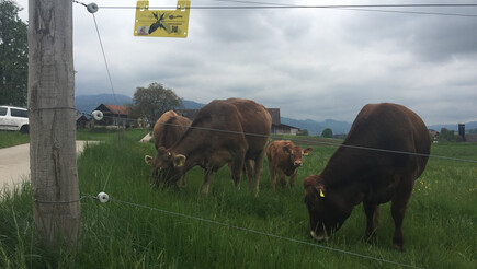 Elektrozaun für Nutztiere aus dem 2018 in 6014 Littau Schweiz von Zaunteam Willimann AG.